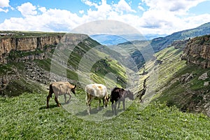 Calves on the background of the Khunzakh valley, Khunzakh waterfalls, Dagestan 2021