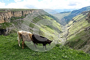 Calves on the background of the Khunzakh valley, Khunzakh waterfalls, Dagestan 2021