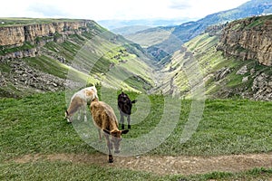 Calves on the background of the Khunzakh valley, Khunzakh waterfalls, Dagestan 2021