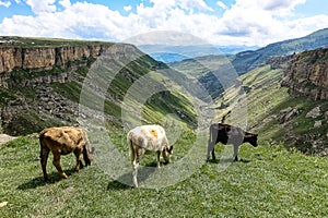 Calves on the background of the Khunzakh valley, Khunzakh waterfalls, Dagestan 2021