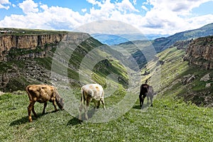 Calves on the background of the Khunzakh valley, Khunzakh waterfalls, Dagestan 2021