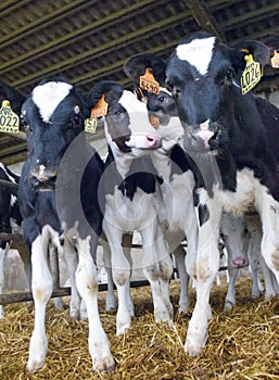 Calves in a barn on the farm. Dairy cows on a farm. Modern stable