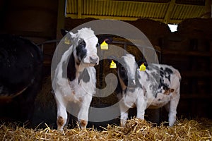 Calves in a barn