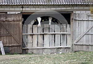 Calves in black and white behind the barn door in an old farm in Lithuania