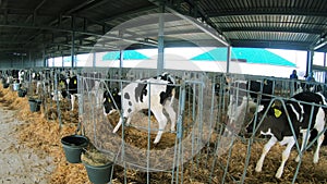 Calves in cages on the farm. Growing heifers to produce organic milk and meat on a cow farm.