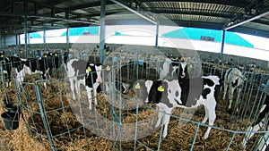 Calves in cages on the farm. Growing heifers to produce organic milk and meat on a cow farm.