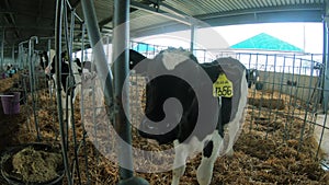 Calves in cages on the farm. Growing heifers to produce organic milk and meat on a cow farm.