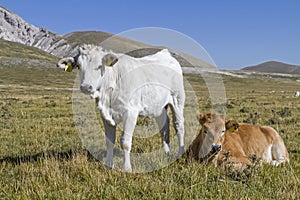 Calves on Campo Imperatore