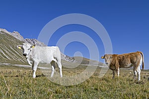 Calves on the Campo Imperatore