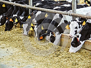 Calves in a cattle farm. Dairy farm.