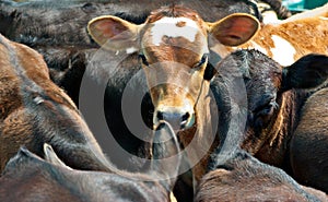 Calves or cows in a feedlot