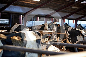 Cows in a farm. Dairy cows photo
