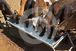 Calves drinking cows milk photo