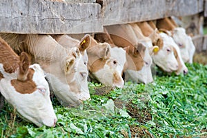 Calves eating green rich fodder