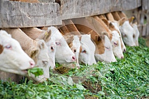 Calves eating green rich fodder photo