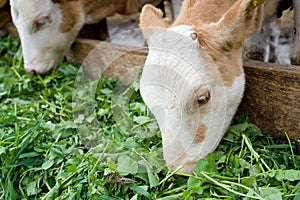 Calves eating green rich fodder photo