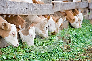 Calves eating green rich fodder photo