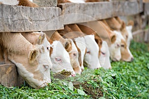 Calves eating green rich fodder photo