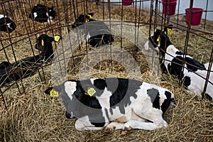 Calves in a farm