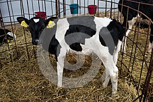 Calves in a farm