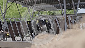 Calves feeding process on modern farm. Close up cow feeding on milk farm. Cow on dairy farm eating hay. Cowshed.