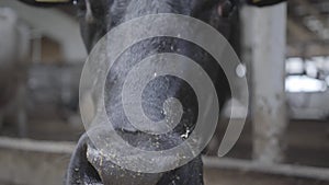 Calves feeding process on modern farm. Close up cow feeding on milk farm. Cow on dairy farm eating hay. Cowshed.