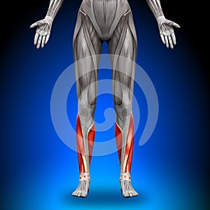 Calves - Female Anatomy Muscles