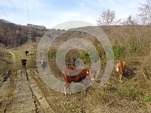 Calves graze on country road near spring forest