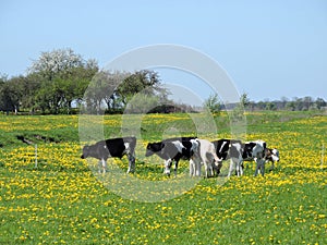 Calves graze in the meadow photo