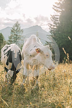 Calves graze on a mountain meadow . Holstein Friesian Cattle . Calves with black and white spotting graze on a meadow