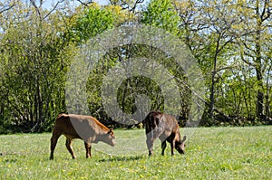 Calves grazing in a green pastureland with yellow flowers