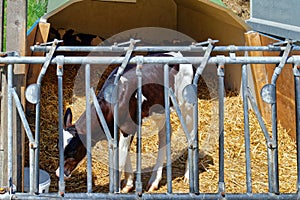 Calves housed separately on a dairy farm
