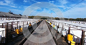 Calves on a livestock farm in white separate plastic cages.