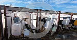 Calves on a livestock farm in white separate plastic cages.