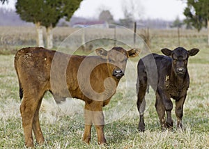 Calves looking at camera