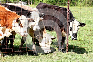 Calves looking out the fence