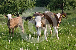 Calves in pasture