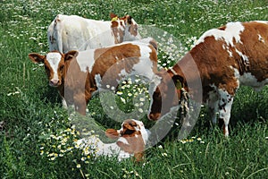 Calves in pasture