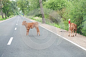 Calves on the road