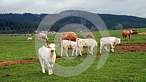 By calves on spring pasture