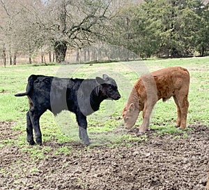 Calves in the spring pasture, red and black Angus