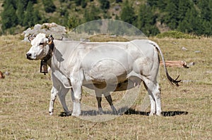 Calves sucking the milk from the cow in the Piedmont pastures