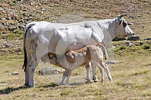 Calves sucking the milk from the cow in the Piedmont pastures
