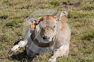 Calves sucking the milk from the cow in the Piedmont pastures