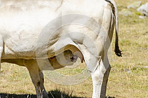 Calves sucking the milk from the cow in the Piedmont pastures