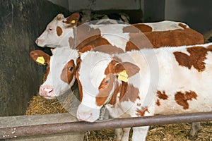 Calves photo