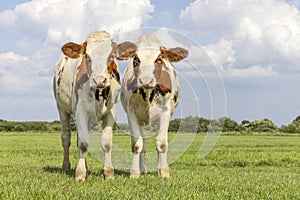 Calves together, tender love portrait of two cows, lovingly with dreamy eyes, red and white with pale blue sky and copy space
