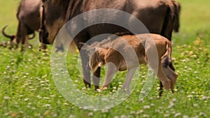 Calves wildebeests playing together in an African savannah meadow