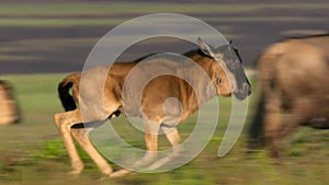 Calves wildebeests playing together in an African savannah meadow