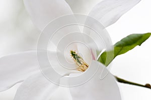 Calycanthus close up
